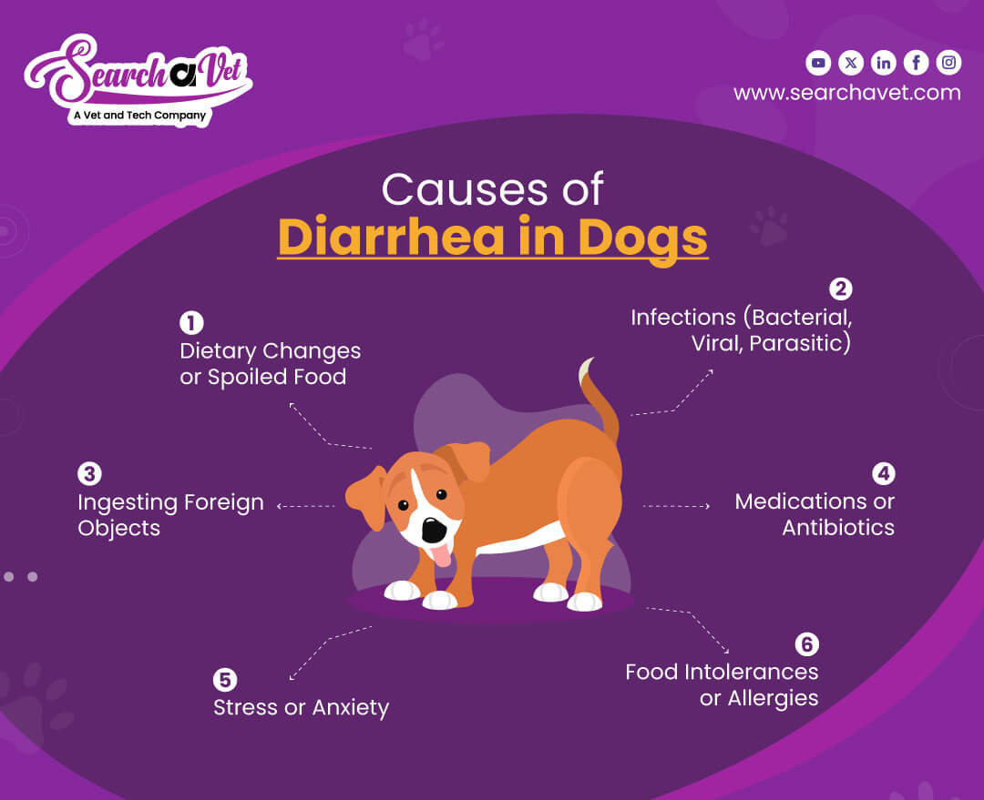 infographics of 5 common causes of diarrhea in dogs