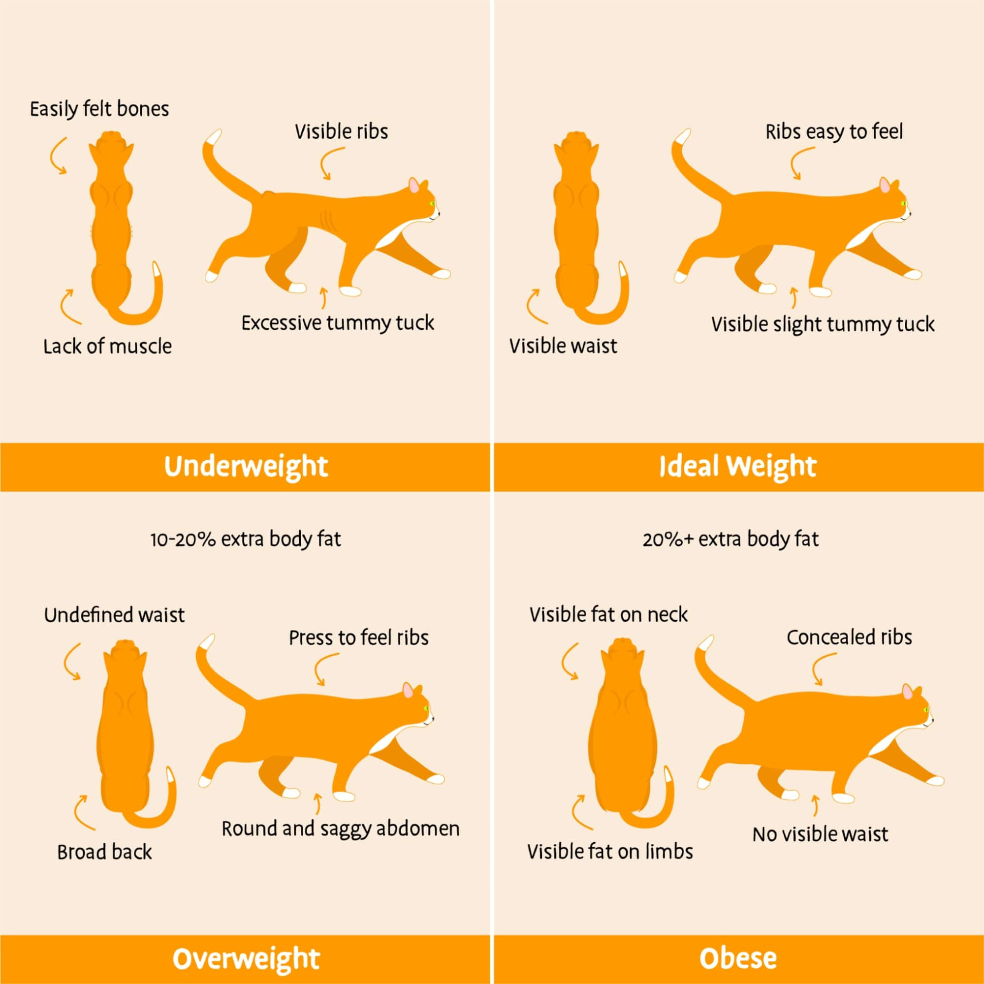 Chart illustrating various stages of cat obesity, highlighting weight categories and health implications for felines.